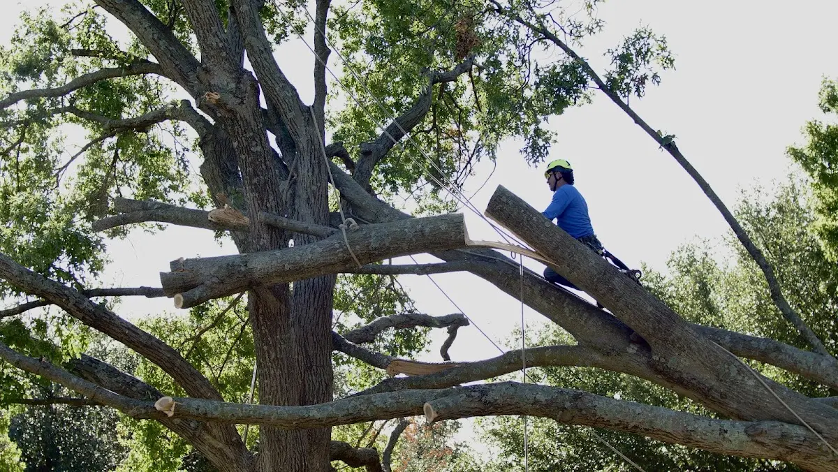 Professional Hazardous Tree Removal performed by certified arborists in Golden Gate